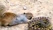 Real Animals Fight Squirrel vs Snake