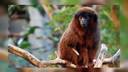 10 Weird Animals with Hilarious Names