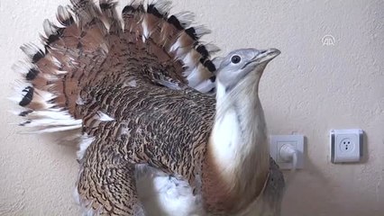 Muş'ta Bitkin Halde Toy Kuşu Bulundu