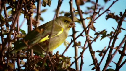 Charles Darwin És Az Élet Fája