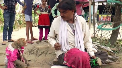 Funny Animal : Monkey Dance Video Just like Humans