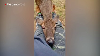 Ciervo flojo convirtió el regazo de una mujer en una improvisada cama