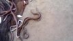 Ils relâchent des milliers de serpents à vizag beach en Inde... Coutume incroyable
