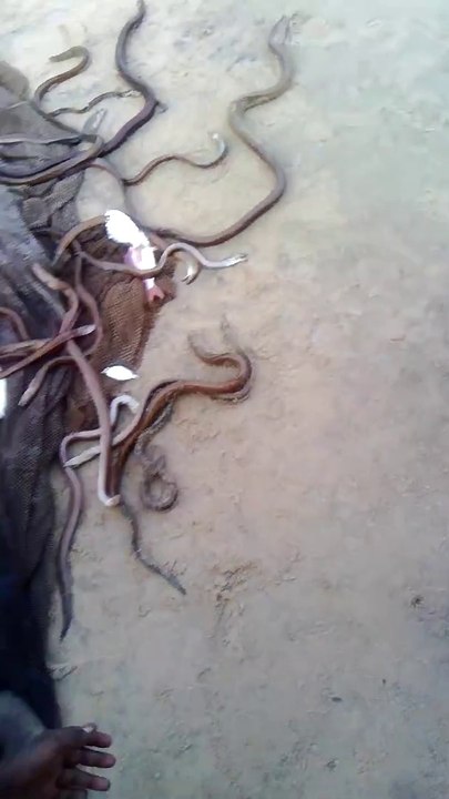 Ils relâchent des milliers de serpents à vizag beach en Inde... Coutume incroyable