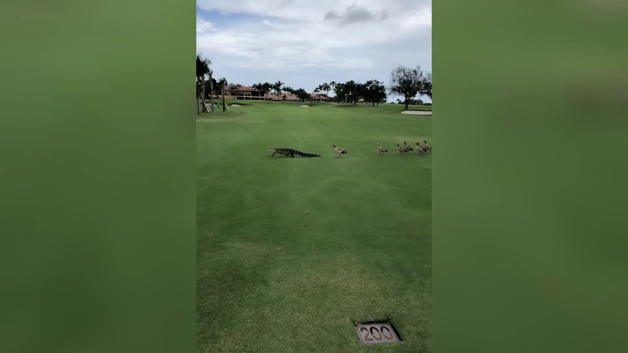 Un alligator se fait chasser par... des oies