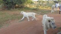 Un lion blanc grimpe dans une voiture de safari pleine de touristes