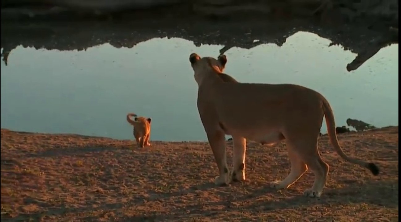 Ce lionceau n'obéit pas à maman. Même une lionne a du mal avec ses petits