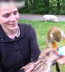 Un petit singe jaloux d'un faon qui tète au biberon