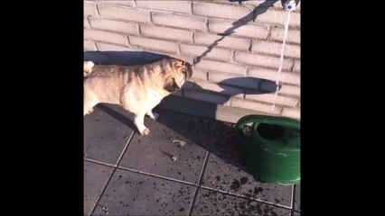 Ce chien voit l'ombre de l'eau et tente de boire !