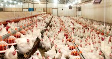 Beyaz Ette Büyük Kriz! 20 Günlük Tavuk Kaldı, Fiyatlar İki Katına Çıkacak