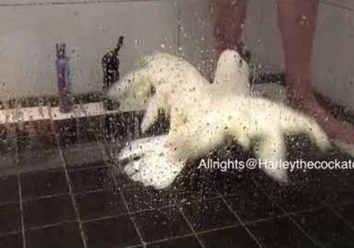Harley the Cockatoo Enjoys a Shower