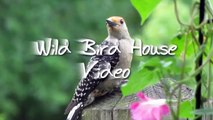 Wild Bird House : Attack of the Baltimore Orioles - Feeding on Grape Jelly, Oranges & Mealworms