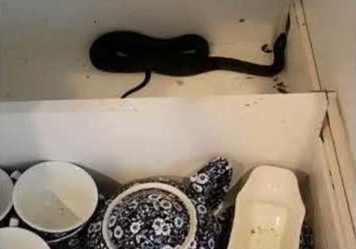 Red-Bellied Black Snake Hides in Family Kitchen