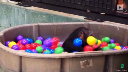 Adorable Rescue Chimps Play in a Ball Pit