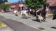 100 Escaped Cows Take Over Neighborhood