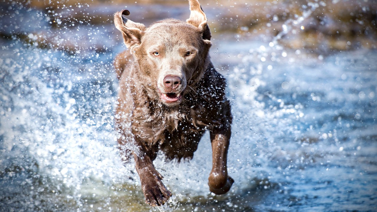 How The Ancient Maya Reared Dogs For Food