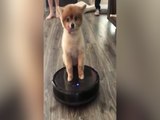 TONGUE OUT! Puppy rides on Roomba - ABC15 Digital