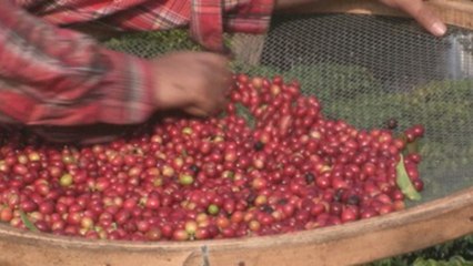 Brasil celebra el Día del Café desde la plantación urbana más grande en A. Latina