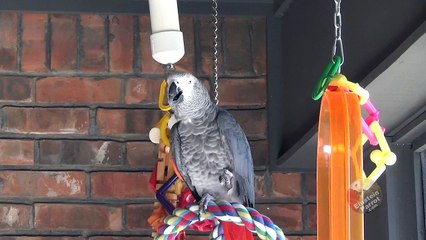 Parrot with discriminating tastes refuses sweet potato.