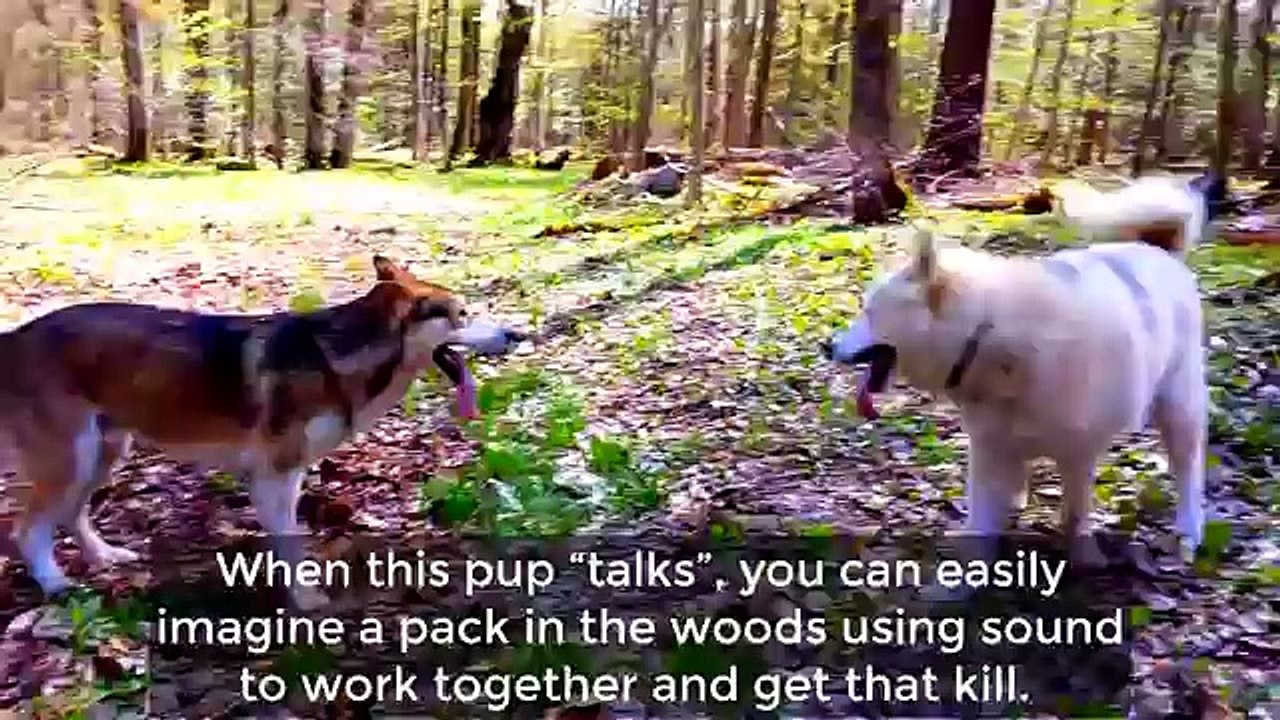 15 Best Wolf Dog Breeds In The World