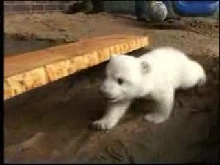 Knut le petit ours polaire