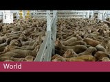Sheep held in horrific conditions on Australian export ship