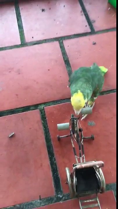 Cute Parrot Rides Mini Bicycle