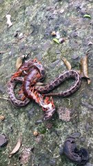 Epic Battle: Snake vs. Giant Centipede in Vietnam 🐍🦗