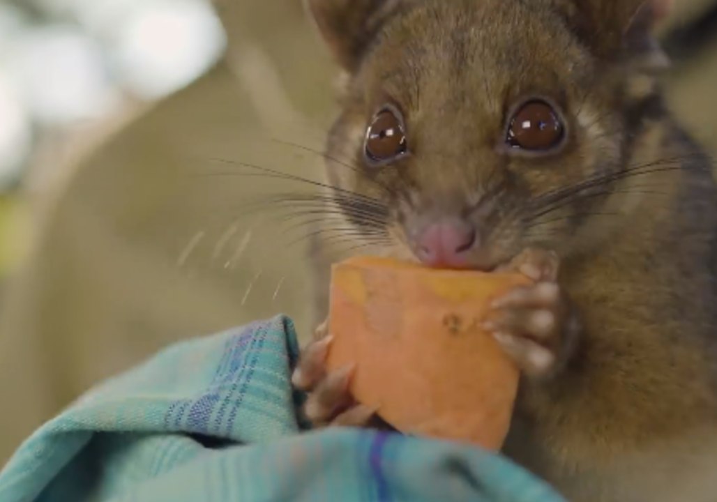 Orphaned Ringtail Possum Clancy Enjoys Treats and Zookeeper Cuddles