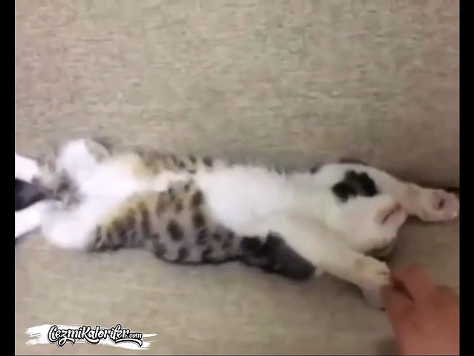 Sahura Kalkmakta Zorlanan Kedi Nazmi