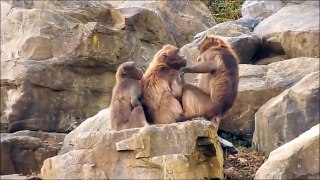 Monkeys Picking Lice on a Rock
