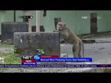 Aktivitas Gunung Merapi Meningkta Monyet Ekor Panjang Turun dari Habitatnya NET24