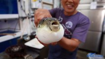 Street Food in Japan-  Puffer Fish
