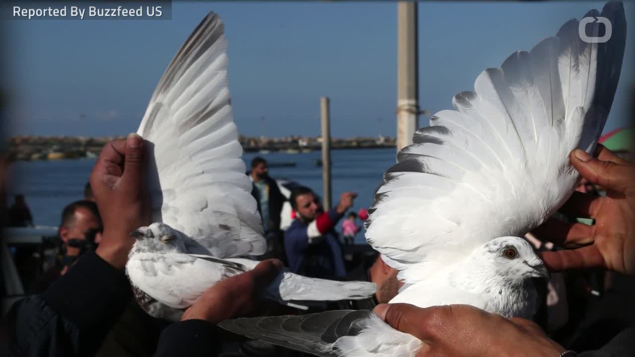 Why Pigeons Should Actually Be Your Favorite Bird
