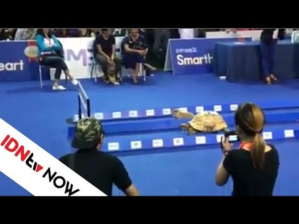 Kalau Kelinci dan Kura-kura Balapan, Kira-kira Siapa yang Bakal Menang? | IDNtv NOW