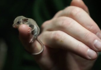Super Cute Baby Feather-tail Gliders Emerge From Mum's Pouch