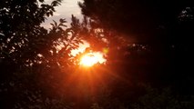 forest_sunset_timelapse　＠　中井川正男　ｂｙ　中井川正男