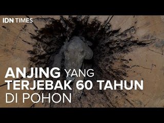 Anjing yang Terjebak 60 Tahun di Pohon