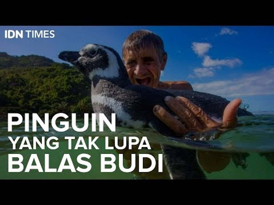 Pinguin yang Tak Lupa Balas Budi