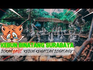 Kebun Binatang Surabaya, Bukan Lagi "Kebun Kematian Binatang"