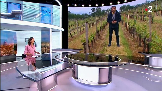 Grêle : des vignobles dévastés