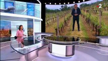 Grêle : des vignobles dévastés