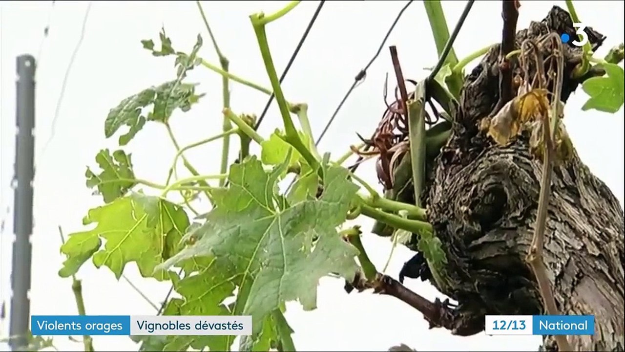 Orages : la grêle a dévasté de nombreux vignobles