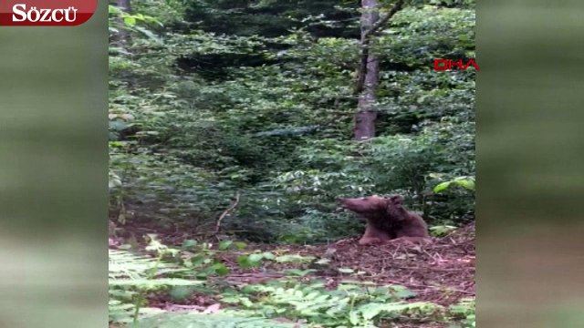 Artvin’de domuz kapanına düşen boz ayı kurtarıldı
