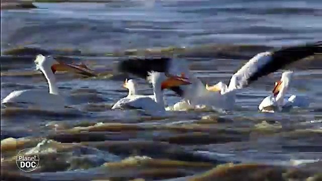 Wild buffalo in Wood Buffalo National Park - Part 2: Native Indians
