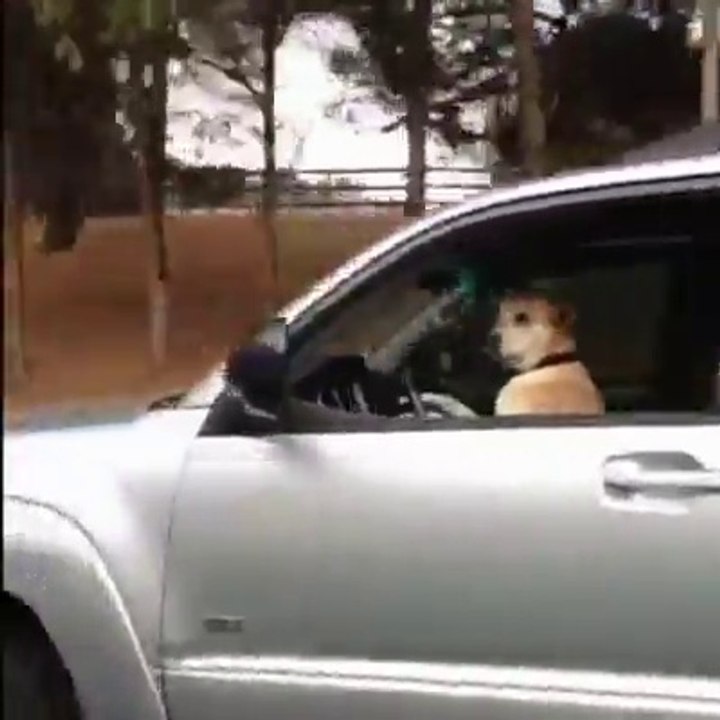 Bu Hayvanlara İnanamıyacaksınız ♥!♥
