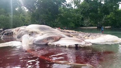 A Giant Sea Creature Washed Up In Indonesia And People Are Freaking Out