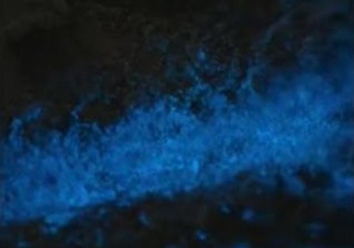 Man Stumbles Across Bioluminescence Phenomenon