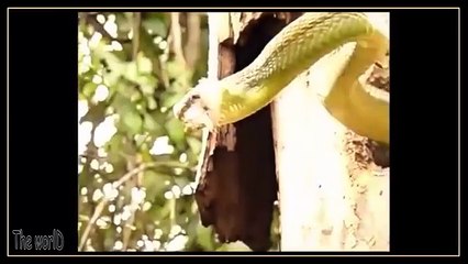 Serpente Invade Território de Pássaro Pica-Pau