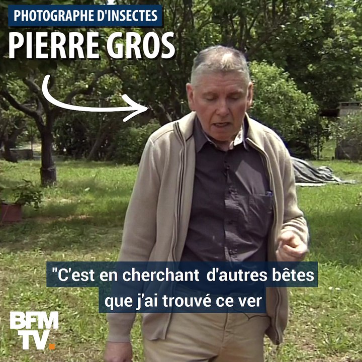 Les vers géants envahissent nos jardins